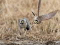 Horned Lark - Hopkins County, March 12, 2021