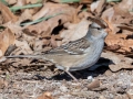 White-crowned Sparrow (dark-lored juvenile) - 367–399 E Lester Chapel Rd, Trenton, Todd County, Kentucky, December 2, 2020