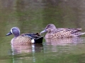 Blue-winged Teal - 221 - 1409 Miller Mill Rd, Oak Grove, Christian County, April 8, 2021