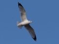 Ring-billed Gull - Kentucky Lake - Eagle Creek Embayment, Henry County, November 8, 2020