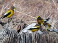 Evening Grosbeaks, Waterfowl Way, Cadiz, Trigg County, Kentucky, January 6, 2021