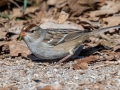 White-crowned Sparrow (dark-lored juvenile) - 367–399 E Lester Chapel Rd, Trenton, Todd County, Kentucky, December 2, 2020