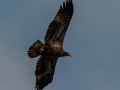 Bald Eagle (juvenile) - Kentucky Lake - Eagle Creek Embayment, Henry County, November 8, 2020