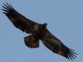Bald Eagle (juvenile) - Kentucky Lake - Eagle Creek Embayment, Henry County, November 8, 2020