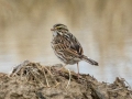 Savannah Sparrow - Hopkins County, March 12, 2021