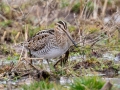 Wilson's Snipe - 500–854 Big Pond Rd, Trenton, Todd County, February 1, 2021