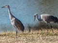 Sandhill Cranes - 113–151 N Lester Chapel Rd, Trenton, Todd County, Kentucky, December 2, 2020