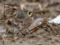 Horned Lark - Hopkins County, March 12, 2021