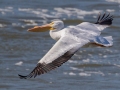 American White Pelican - Lake Barkley Dam, Lyon County, February 5, 2021