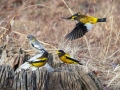 Evening Grosbeaks, Waterfowl Way, Cadiz, Trigg County, Kentucky, January 6, 2021