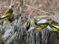 Evening Grosbeaks, Waterfowl Way, Cadiz, Trigg County, Kentucky, January 6, 2021