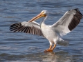 American White Pelican - Lake Barkley Dam, Lyon County, February 5, 2021