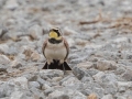 Horned Lark - Frostburg Rd, Hopkins County, Kentucky, March 14, 2021