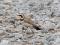 Horned Lark - Frostburg Rd, Hopkins County, Kentucky, March 14, 2021