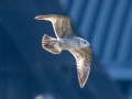 Herring Gull (1st Cycle) - Lake Barkley Dam, Lyon County, February 5, 2021