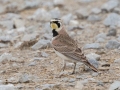 Horned Lark - Frostburg Rd, Hopkins County, Kentucky, March 14, 2021