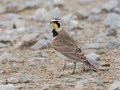 Horned Lark - Frostburg Rd, Hopkins County, Kentucky, March 14, 2021