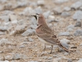 Horned Lark - Frostburg Rd, Hopkins County, Kentucky, March 14, 2021