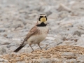 Horned Lark - Frostburg Rd, Hopkins County, Kentucky, March 14, 2021