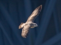 Herring Gull (1st Cycle) - Lake Barkley Dam, Lyon County, February 5, 2021