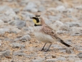 Horned Lark - Frostburg Rd, Hopkins County, Kentucky, March 14, 2021