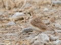 Horned Lark - Frostburg Rd, Hopkins County, Kentucky, March 14, 2021