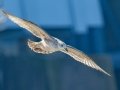 Herring Gull (1st Cycle) - Lake Barkley Dam, Lyon County, February 5, 2021