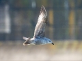 Herring Gull (1st Cycle) - Lake Barkley Dam, Lyon County, February 5, 2021