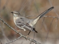 Northern Mockingbird - E Lester Chapel Rd, Trenton, Todd County, Kentucky, January 19, 2021