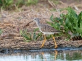 Greater Yellowlegs - Flooded Field 8638-8798 Fort Campbell Blvd, Hopkinsville, Christian County, April 8, 2021