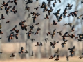 Red-winged Blackbirds - E Lester Chapel Rd, Trenton, Todd County, Kentucky, January 19, 2021