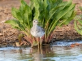 Greater Yellowlegs - Flooded Field 8638-8798 Fort Campbell Blvd, Hopkinsville, Christian County, April 8, 2021