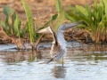 Greater Yellowlegs - Flooded Field 8638-8798 Fort Campbell Blvd, Hopkinsville, Christian County, April 8, 2021