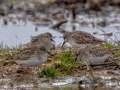 Least Sandpipers - 500–854 Big Pond Rd, Trenton, Todd County, February 1, 2021