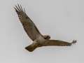 Red-tailed Hawk - Mahr Park Arboretum, Hopkins County, Kentucky, March 14, 2021