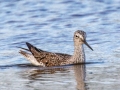 Greater Yellowlegs - Flooded Field 8638-8798 Fort Campbell Blvd, Hopkinsville, Christian County, April 8, 2021