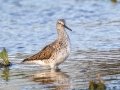 Greater Yellowlegs - Flooded Field 8638-8798 Fort Campbell Blvd, Hopkinsville, Christian County, April 8, 2021