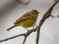 Palm Warbler (Yellow) - E Lester Chapel Rd, Trenton, Todd County, Kentucky, January 27, 2021