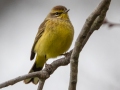 Palm Warbler (Yellow) - E Lester Chapel Rd, Trenton, Todd County, Kentucky, January 27, 2021