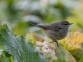 Palm Warbler (Western) - E Lester Chapel Rd, Trenton, Todd County, Kentucky, January 27, 2021