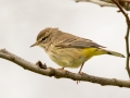 Palm Warbler (Yellow) - E Lester Chapel Rd, Trenton, Todd County, Kentucky, January 27, 2021