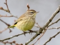 Palm Warbler (Yellow) - E Lester Chapel Rd, Trenton, Todd County, Kentucky, January 27, 2021