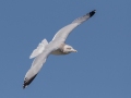 Herring Gull  - Lake Barkley Dam, Lyon County, February 5, 2021