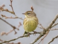 Palm Warbler (Yellow) - E Lester Chapel Rd, Trenton, Todd County, Kentucky, January 27, 2021