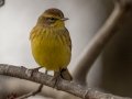 Palm Warbler (Yellow) - E Lester Chapel Rd, Trenton, Todd County, Kentucky, January 19, 2021