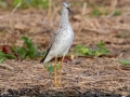 Greater Yellowlegs - Flooded Field 8638-8798 Fort Campbell Blvd, Hopkinsville, Christian County, April 8, 2021