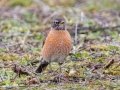 American Robin - 500–854 Big Pond Rd, Trenton, Todd County, February 1, 2021