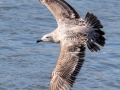 Herring Gull (1st Cycle) - Lake Barkley Dam, Lyon County, February 5, 2021