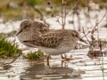 Least Sandpipers - 500–854 Big Pond Rd, Trenton, Todd County, February 1, 2021