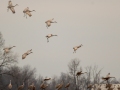 Sandhill Cranes - Lawson-Poindexter Rd Farm Pond (restricted access; roadside viewing), Trenton, Todd County, Kentucky, January 9, 2021